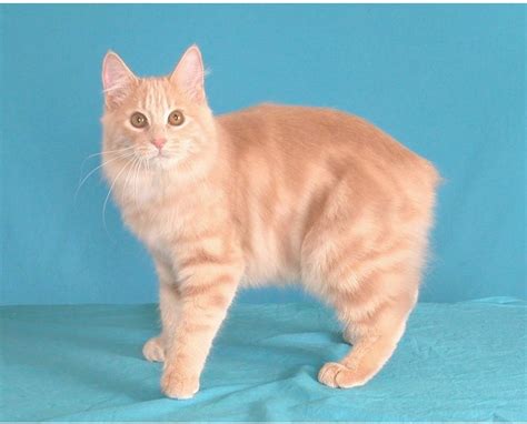 Find manx in cats & kittens for rehoming | 🐱 find cats and kittens locally for sale or adoption in canada : The Manx | Fun Animals Wiki, Videos, Pictures, Stories