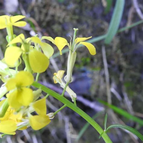 Fiori di colore giallo luminoso continua… sinonimi accettati: Fiori Gialli Spontanei Autunno : Phlomis Fruticosa Salvia ...