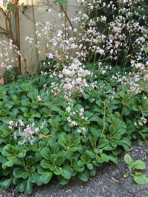 Garden And Outdoors Londons Pride Beautiful Hardy Flowering Sedum In Pot