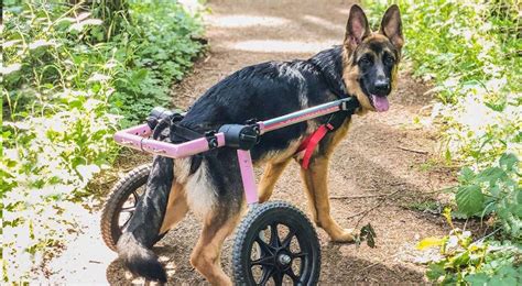 39 Awesome What Is Degenerative Myelopathy German Shepherd Insectza