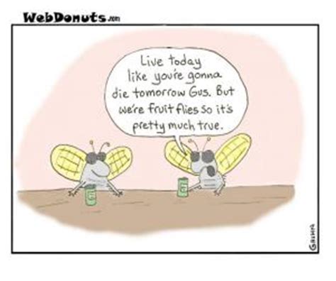 fruit fly jokes kappit