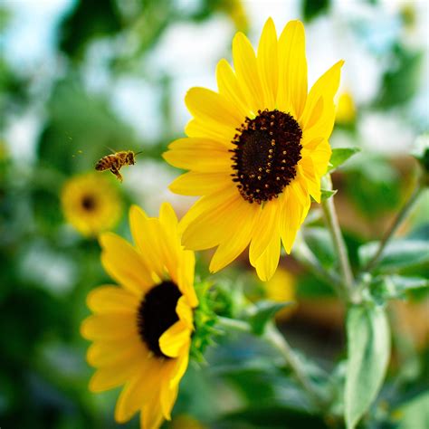 Flowers Insects Bees Sunflowers 2000x2000 Wallpaper High