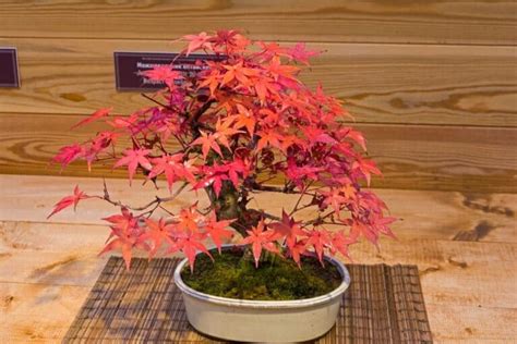 Japanese Maple Bonsai Acer Palmatum Growing And Care Guide Florgeous