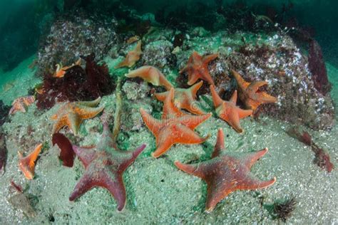 Bat Sea Stars On Seafloor Of Kelp Forest In California Stock Image