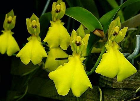 Pin De Pearl Aranda En Beautiful Orchids