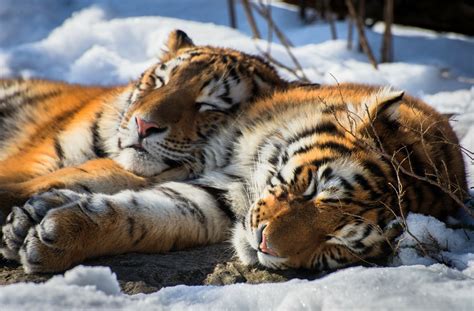 Slumbering Siberian Tigers Hd Wallpaper By Sébastien Clermont Petit