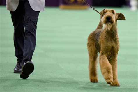 Breeds With The Most Wins At The Westminster Dog Show Readers Digest