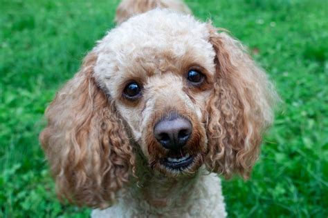 Medium Apricot Colored Poodle Lying On The Grass Stock Photo Image