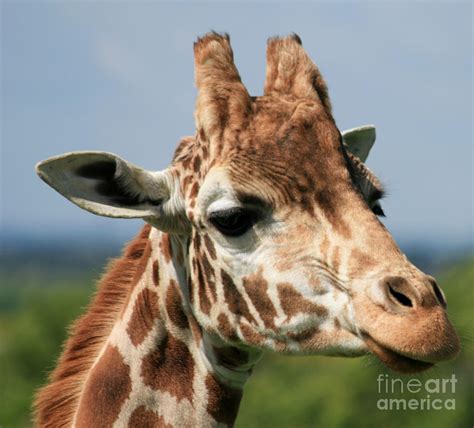 Голова Жирафа Фото Telegraph