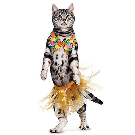 What Your Cats Halloween Costume Says About You Catster