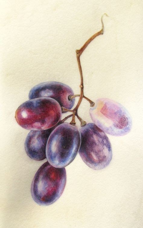 Pencil Drawing Grapes At Explore Collection Of