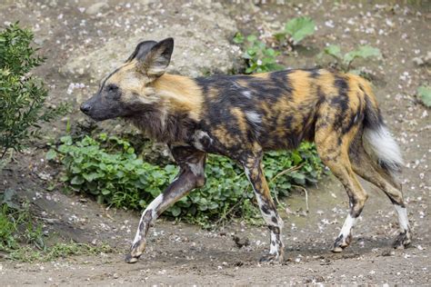 Wild Dog Walking Fast One Of The Many Wild Dogs Walking In Flickr