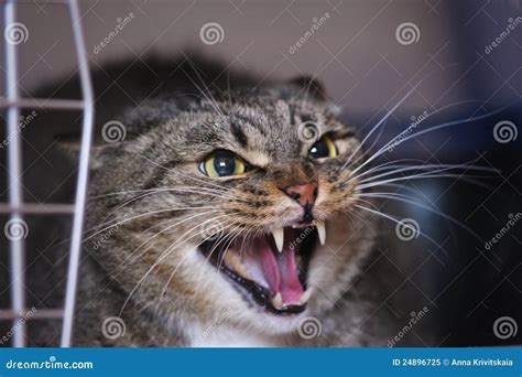 Hissing Cat Stock Image Image Of Kitten Mammal Stripped 24896725