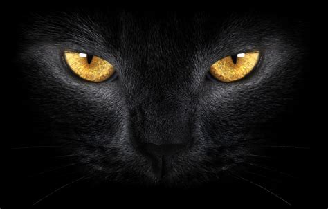 Wallpaper Yellow Eyes Black Cat Wild Yellow Eyes Black Cat Wild