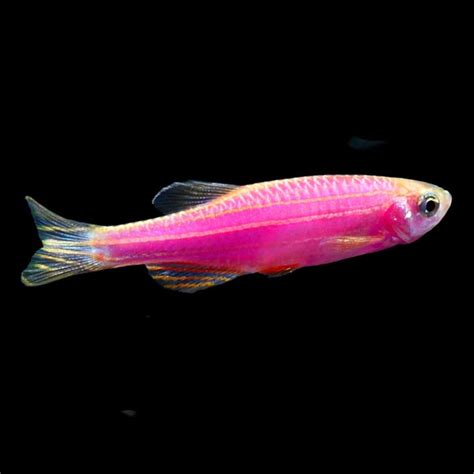 Glofish R Danio Rerio Tropical Fish For Freshwater Aquariums