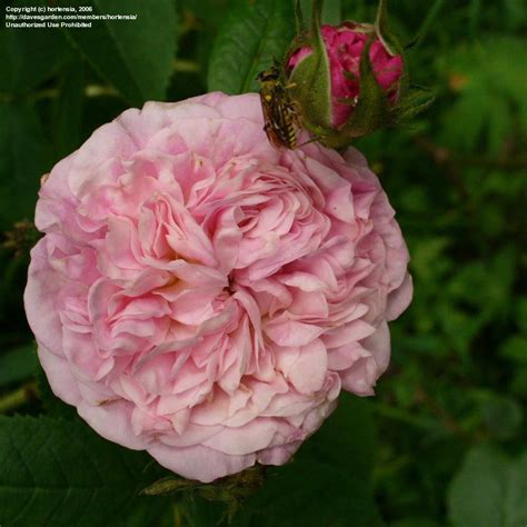plantfiles pictures centifolia damask rose la ville de bruxelles rosa by lilylover ut