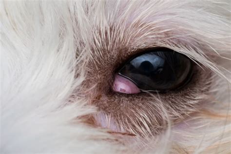 Shih Tzu Eye Problems What You Should Know Shih Tzu