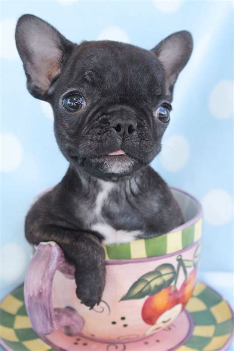 Check spelling or type a new query. Little French Bulldog Puppy by TeaCups, Puppies & Boutique | Puppies, Teacup puppies, Frenchie puppy