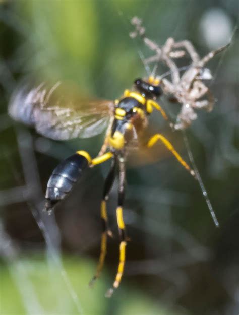 Dollzis Hornet Black And Yellow Wasp