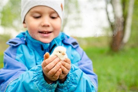 Happy Kid Boy Little Farmer Holds A Newborn Baby Chicken In His Hands
