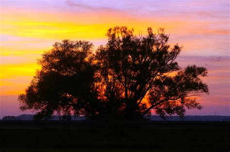 Free Images Landscape Tree Nature Horizon Silhouette Sunrise