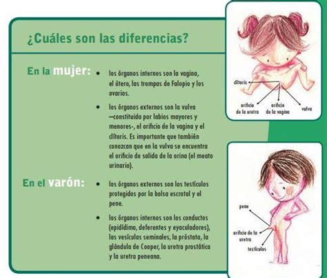 Guía De Educación Sexual Para Niños ¿cómo Hablar Sobre El Tema Con