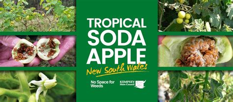 tropical soda apple nsw videos