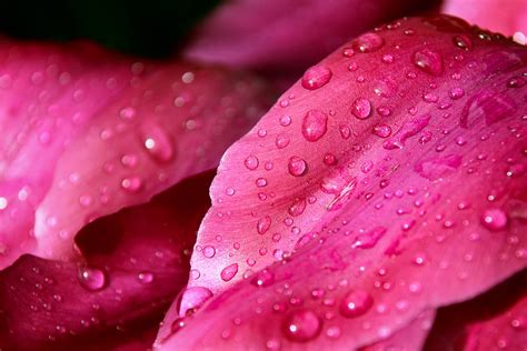 Download Wet Pink Color Flower Petals Wallpaper Wallpapers Com