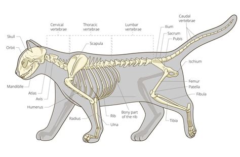 Cat Skull Diagram