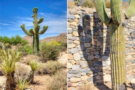 Identifying Common Arizona Cacti Prickly Pear Saguaro Jumping Cholla