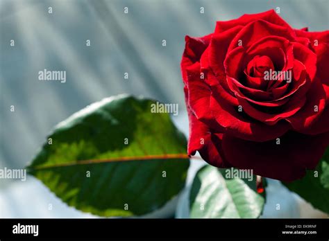 Big Beautiful Red Rose On A Background Of Nature Stock Photo Alamy