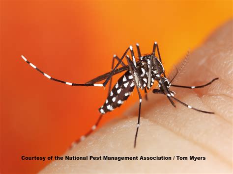 Zika Virus Symptoms Treatment And Prevention Pestworld