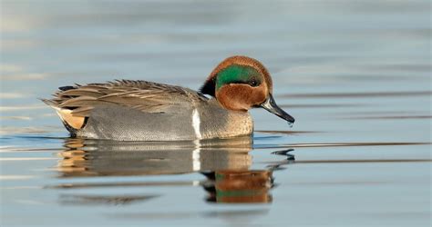 Green Winged Teal Overview All About Birds Cornell Lab Of Ornithology