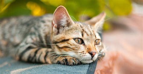 We shall try to understand cats source:ogorod.ru. Male Cat Facts - The Happy Cat Site's Guide To Tomcats