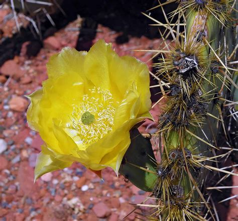 Maybe you would like to learn more about one of these? cactus flower | Madang - Ples Bilong Mi