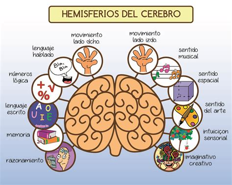 Aprendamos Más Sobre La Neurociencia Lateralización Lenguaje Y