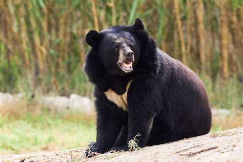 Habitat Destruction Poaching Endanger Asiatic Black Bear Tehran Times