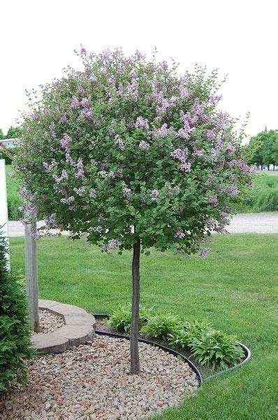 So let's discuss some particular specimens, with an eye to what may make them suitable under some conditions and unsuitable under others. cute lil tree | Backyard landscaping, Trees for front yard ...