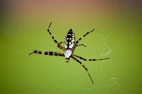 Imagens explicitamente colocadas no domínio público. Aranha De Jardim Preta E Amarela Imagem de Stock - Imagem ...