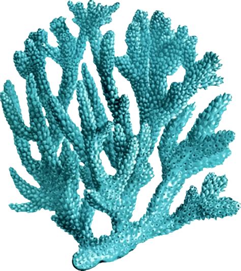 Coral Clipart Colorful Coral Coral Colorful Coral Transparent Free For
