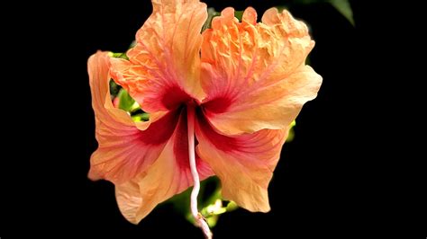 Download Wallpaper 3840x2160 Hibiscus Flower Petals Macro 4k Uhd 16
