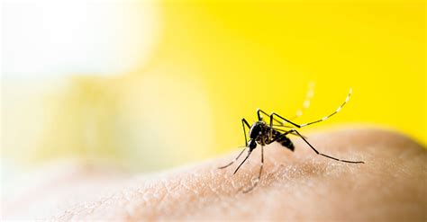 Dengue virus is carried by the aedes aegypti mosquito, the same type that can spread zika virus. Denge Fever Vaccine | Passport Health Travel Clinics