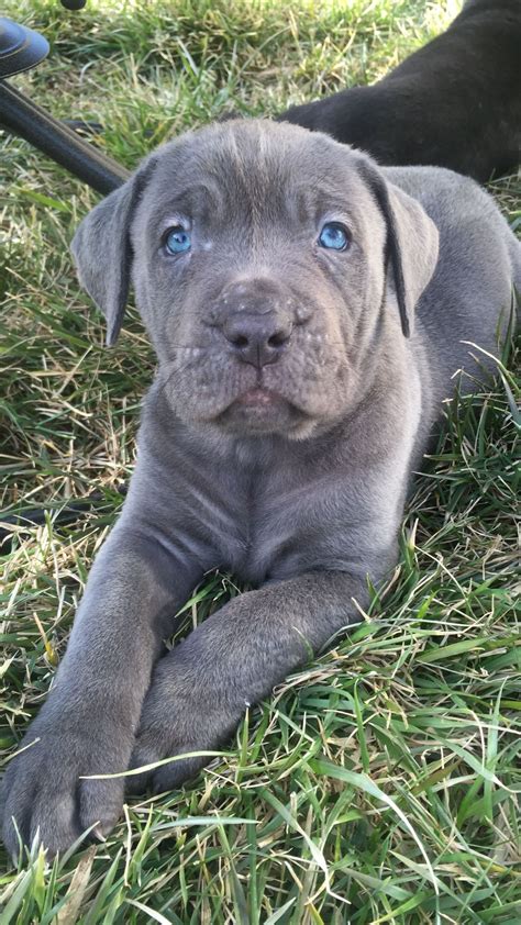 9 Cane Corso Dog Puppies For Sale Or Adoption At Redwood City