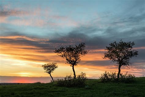 Three Trees On A Hill Photograph By Denise Bush Pixels