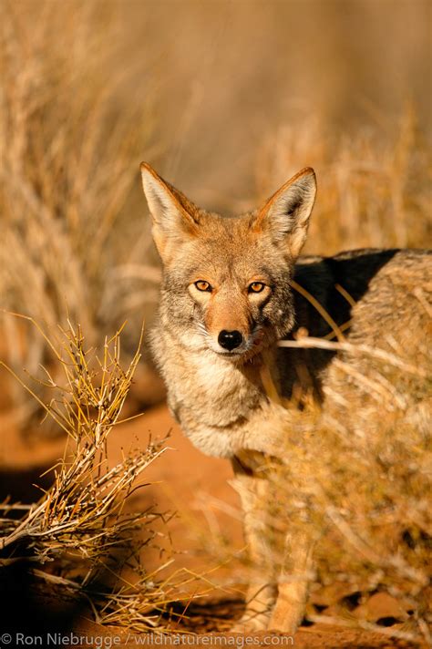Coyote Mojave Desert California Photos By Ron Niebrugge