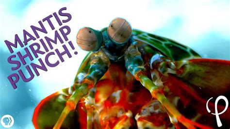 Mantis Shrimp Punch At 40000 Fps Cavitation Physics Youtube
