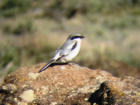 Birding Is Fun Three Forks Of The Owyhee River