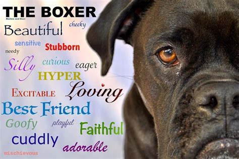 Outstanding Boxer Dogs Info Is Available On Our Site Check It Out And