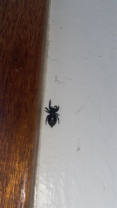 What Type Is This Spider Should I Be Worried About It Being In My House Northern Colorado R
