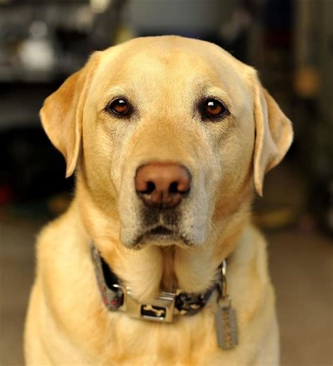 Golden Labrador Retriever Labrador Dog Yellow Labrador Retriever